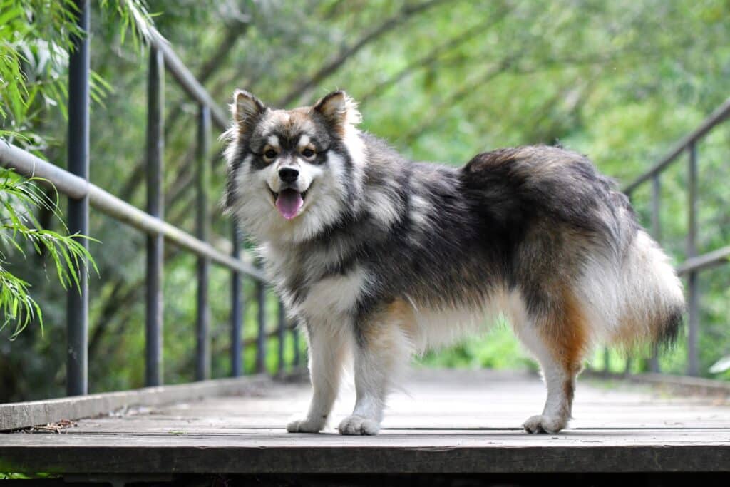 Chien Finnois de Laponie : caractère, santé et prix de ce nordique