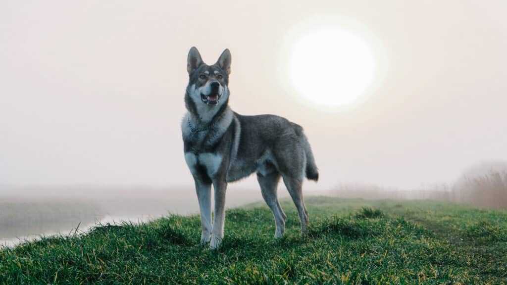 Chien-Loup de Saarloos : caractère, éducation et santé d&rsquo;une race proche du loup