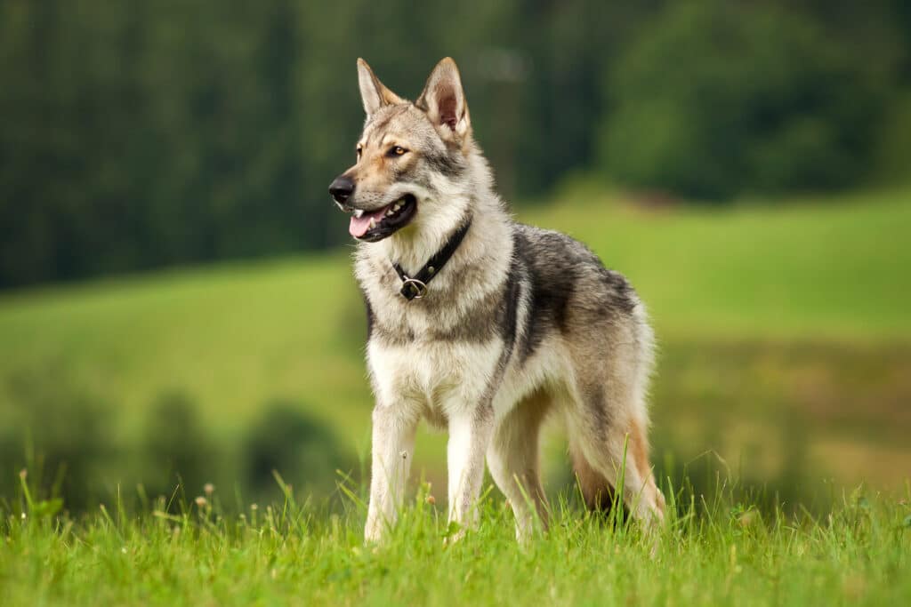 Chien-Loup Tchécoslovaque : caractère, éducation et santé de cette race d&rsquo;exception
