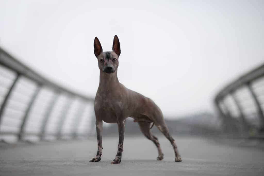Chien Nu du Pérou : caractère, santé et prix d&rsquo;une race ancestrale