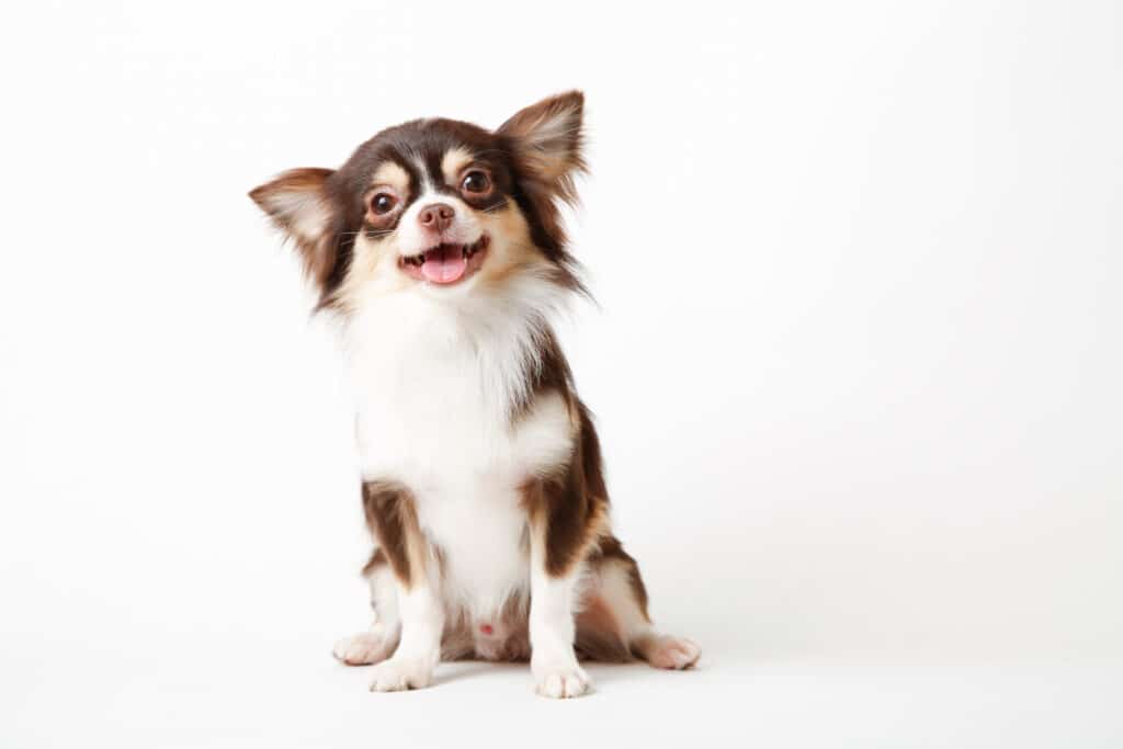 Chihuahua : caractère, santé et prix de ce petit chien de caractère