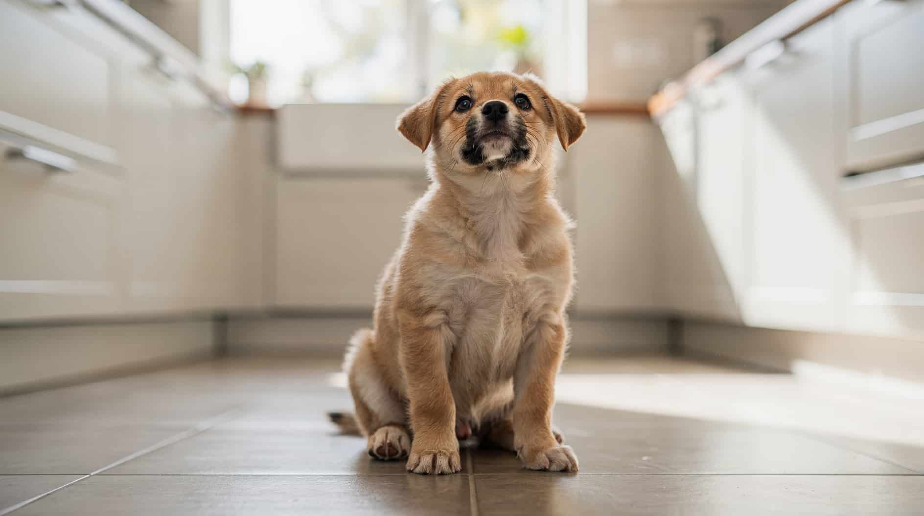 Un chiot au pelage clair assis attentivement sur le sol d'une cuisine baignée de lumière naturelle.