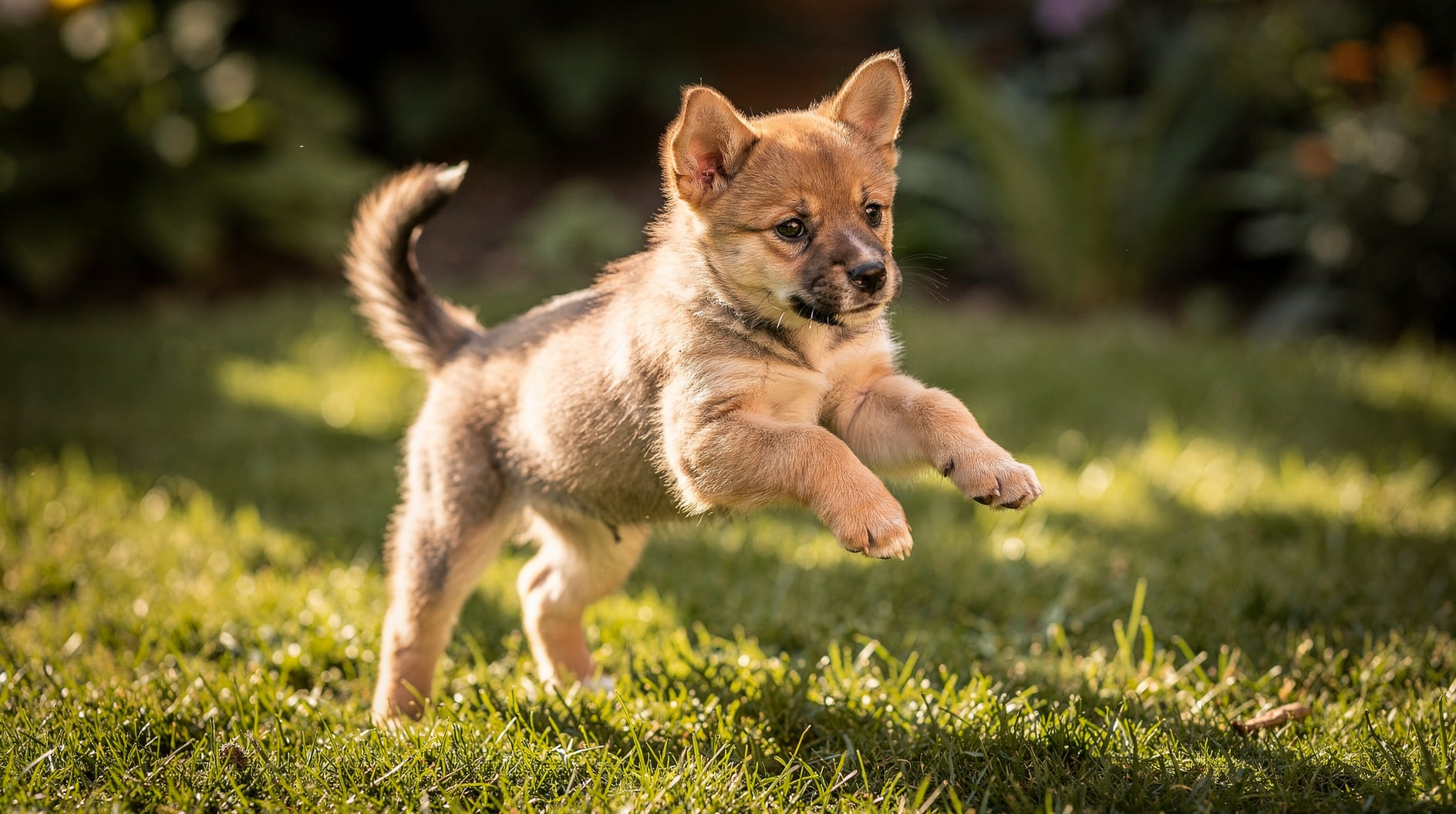 Un jeune chiot en train de bondir, les pattes avant décollées du sol, dans un jardin ensoleillé.