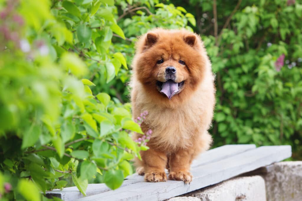 Chow Chow : caractère, éducation, santé et prix de cette race