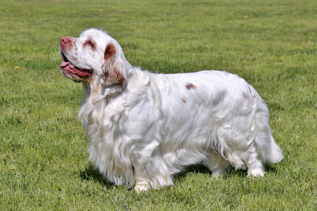 Clumber Spaniel : caractère, santé et prix de cette race anglaise