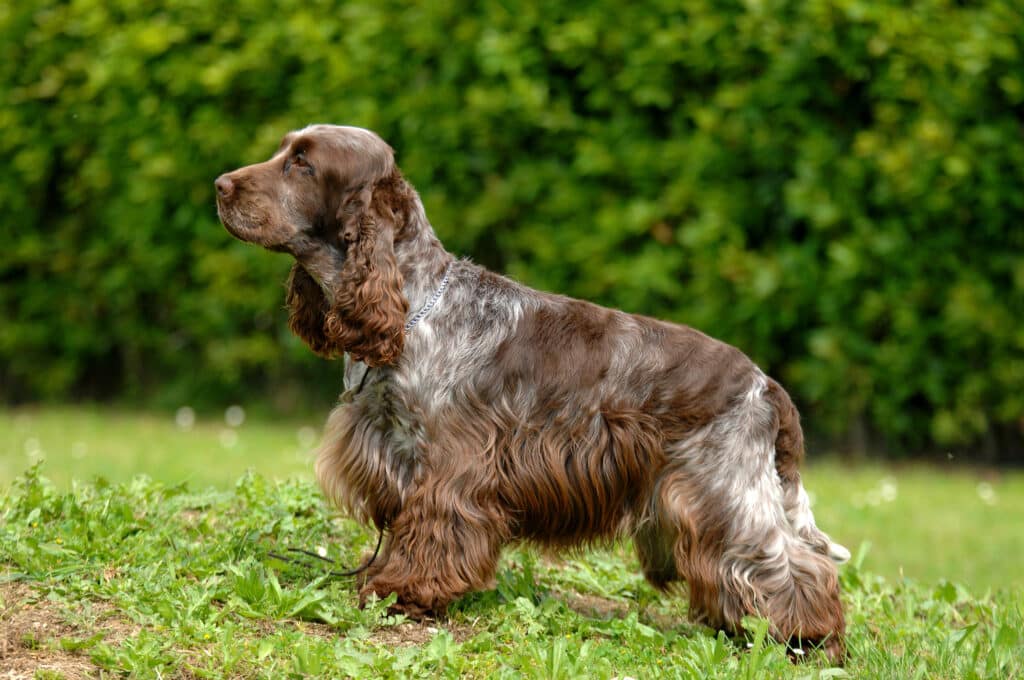 Cocker Spaniel Anglais : caractère, éducation et entretien de cette race
