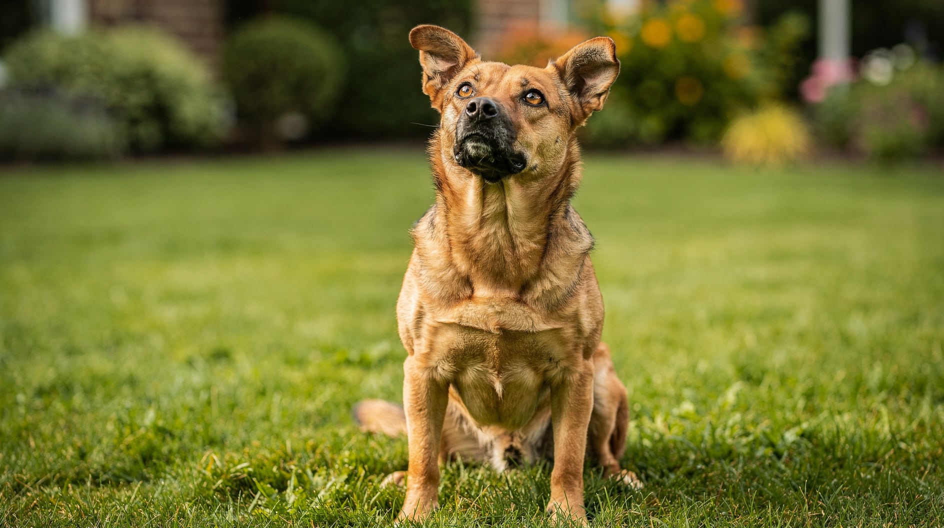 Un chien attentif lève la tête vers l'avant, oreilles dressées, dans un jardin ensoleillé.
