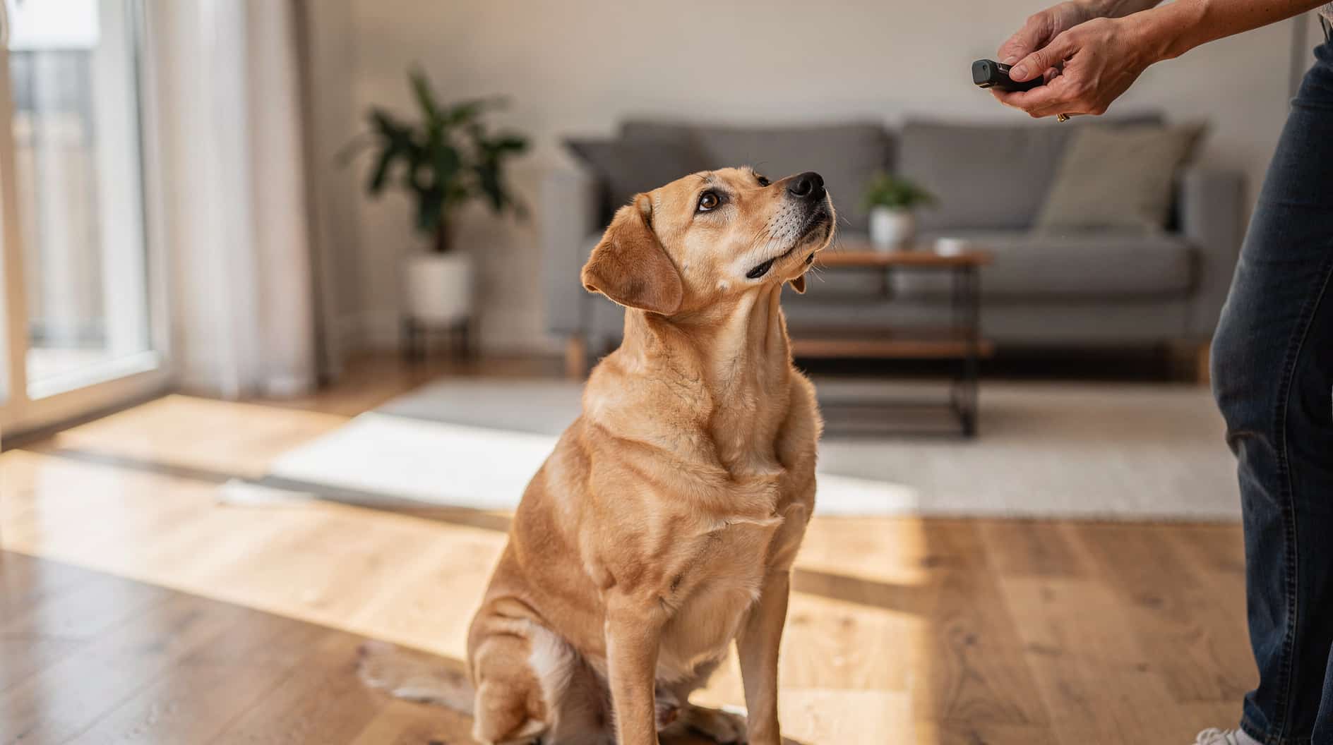 Un chien attentif assis face à son maître dans un salon baigné de lumière naturelle.