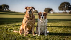 Deux chiens de races différentes assis côte à côte sur l'herbe, détendus et attentifs l'un vers l'autre.