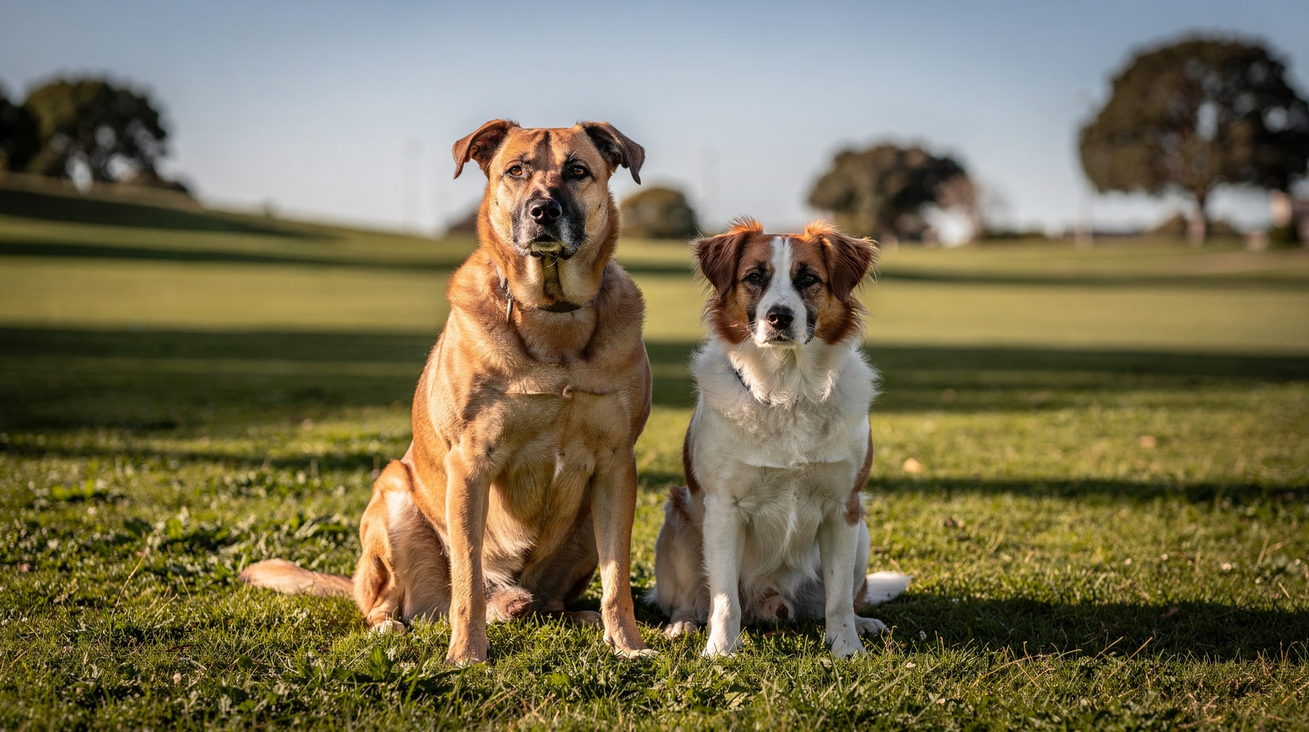 Deux chiens de races différentes assis côte à côte sur l'herbe, détendus et attentifs l'un vers l'autre.