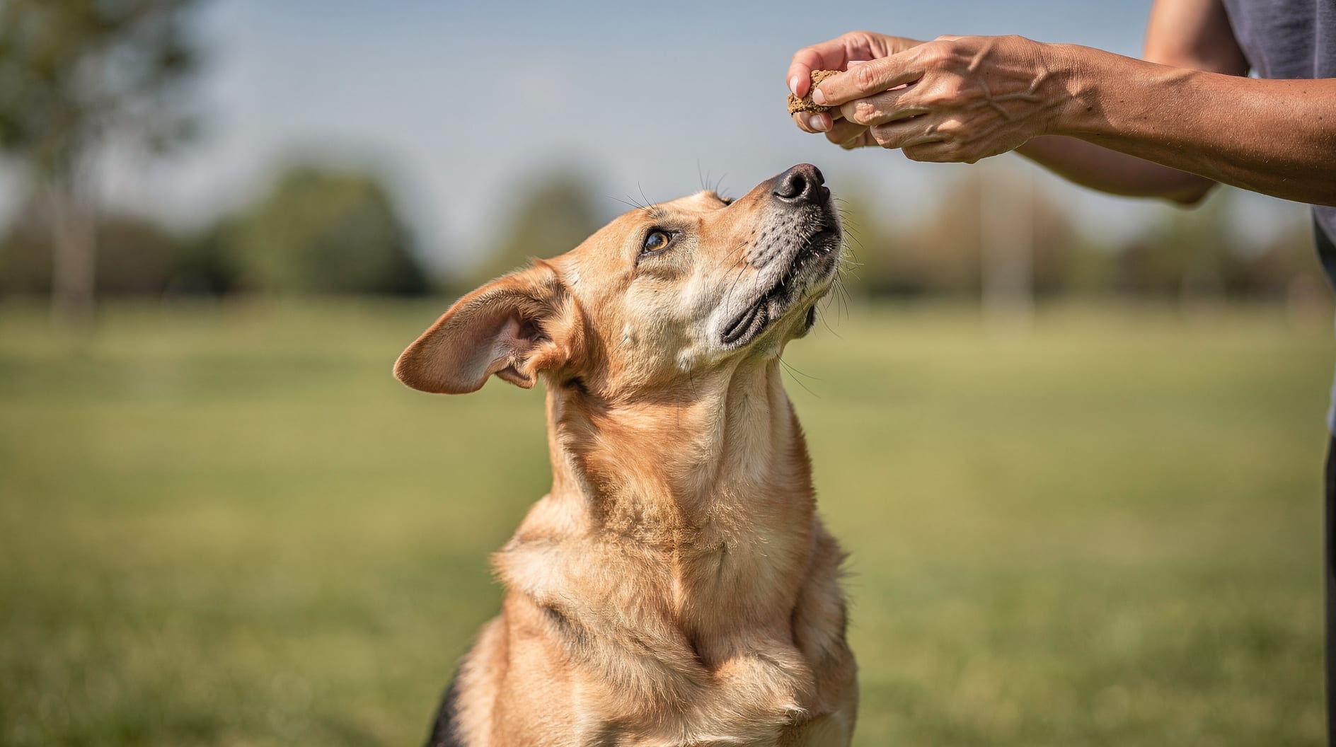 Un chien attentif assis face à des mains qui lui offrent une friandise, dans un parc ensoleillé.