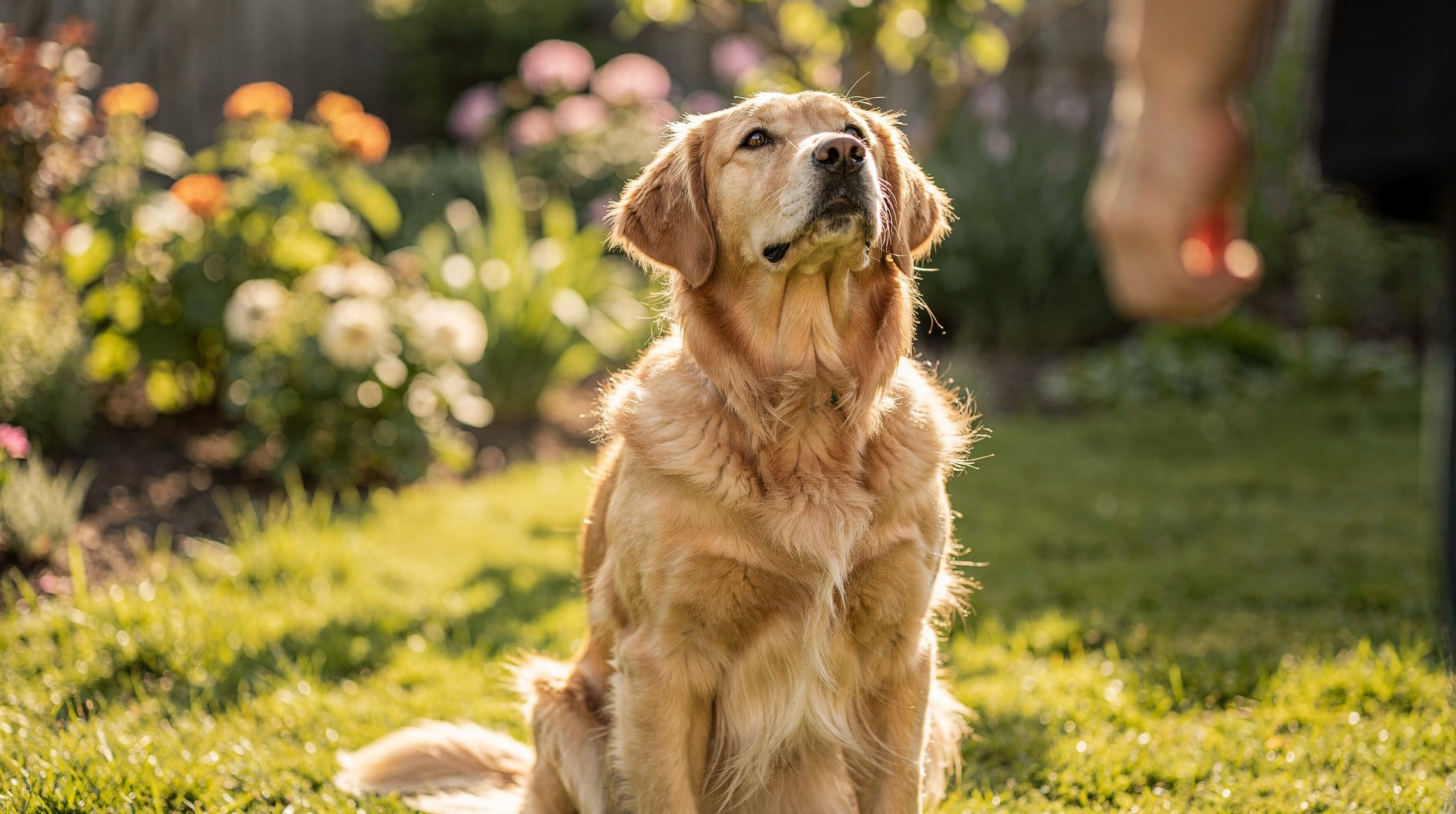 Un golden retriever assis attentivement, levant la tête vers son maître dans un jardin verdoyant.