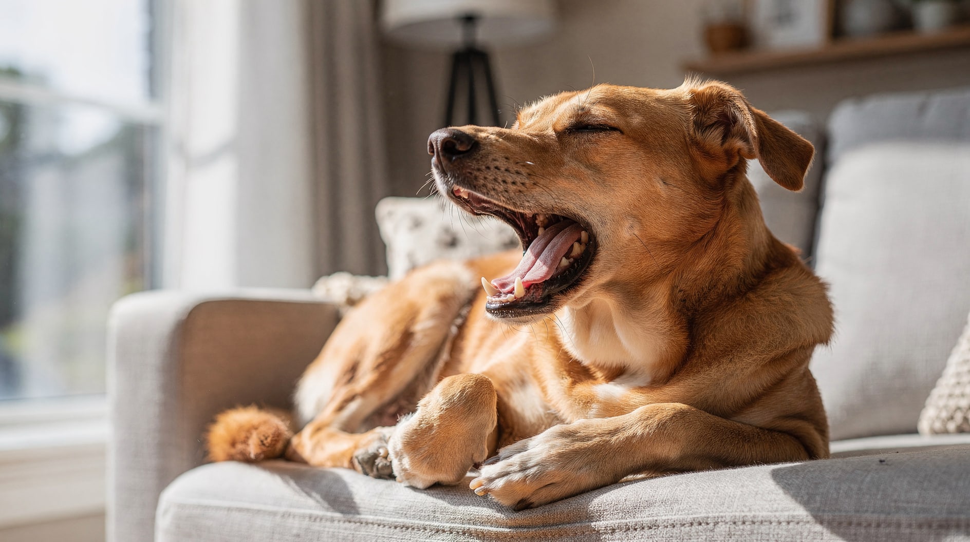 Un chien au repos bâille largement, la gueule ouverte et les yeux mi-clos.