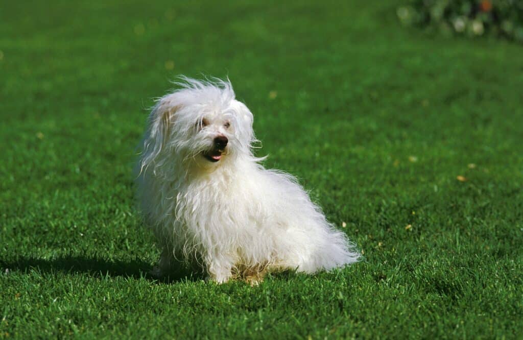 Coton de Tulear : caractère, santé et prix de ce petit chien de compagnie
