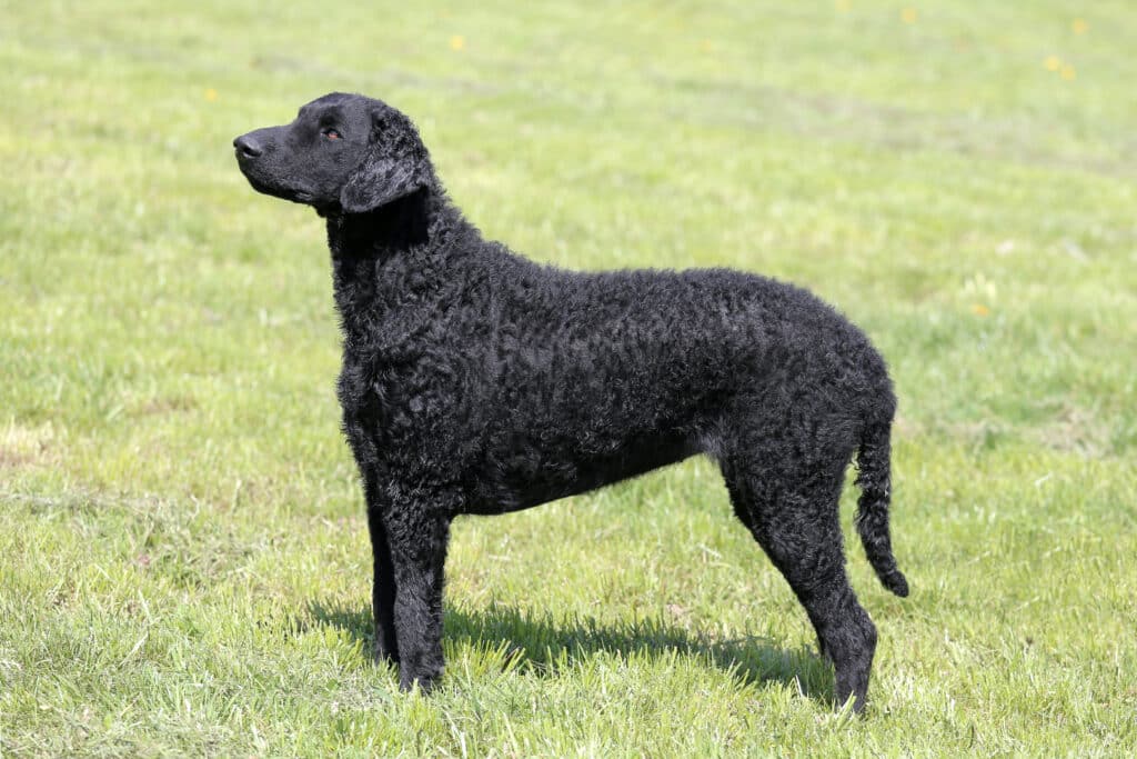 Curly Coated Retriever : caractère, santé et prix de ce chien de rapport