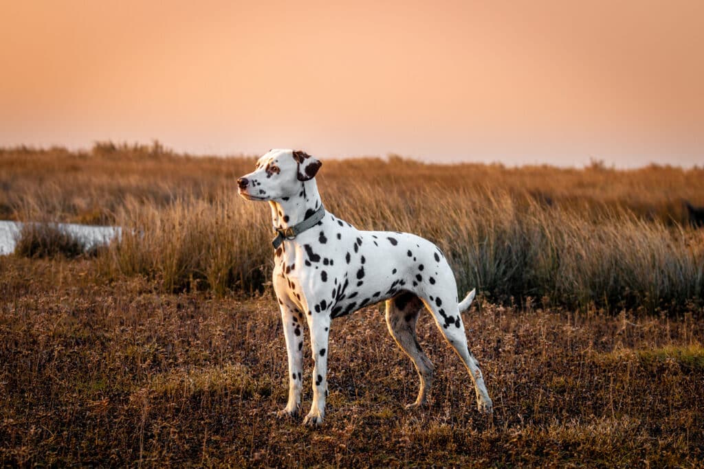 Dalmatien : caractère, santé et éducation de cette race tachetée