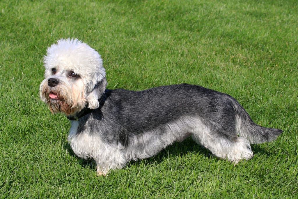 Dandie Dinmont Terrier : caractère, santé et prix de ce terrier écossais