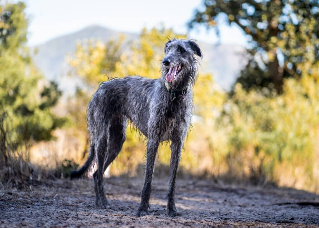 Deerhound : caractère, santé et prix de ce grand lévrier écossais