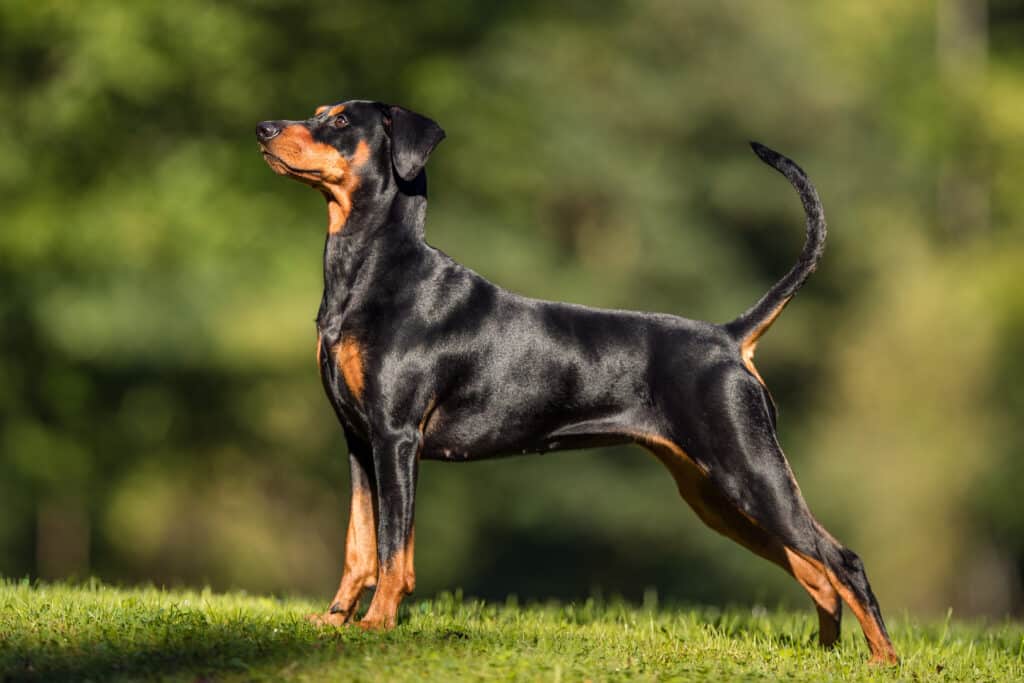 Dobermann : caractère, éducation, santé et prix de cette race