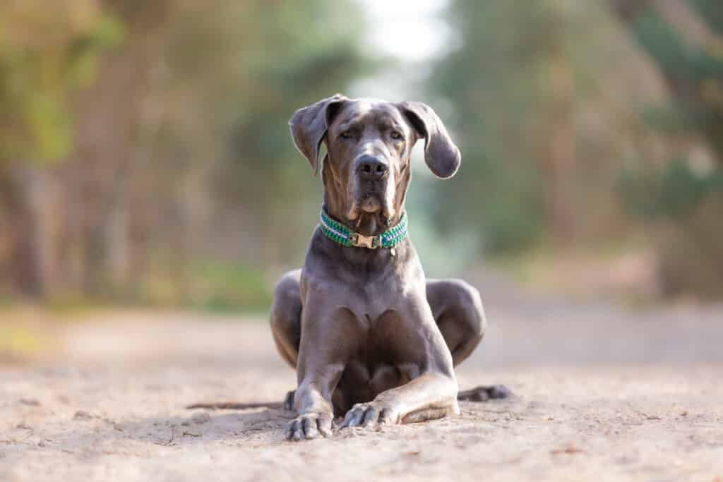 Dogue Allemand : caractère, santé et prix de ce géant doux