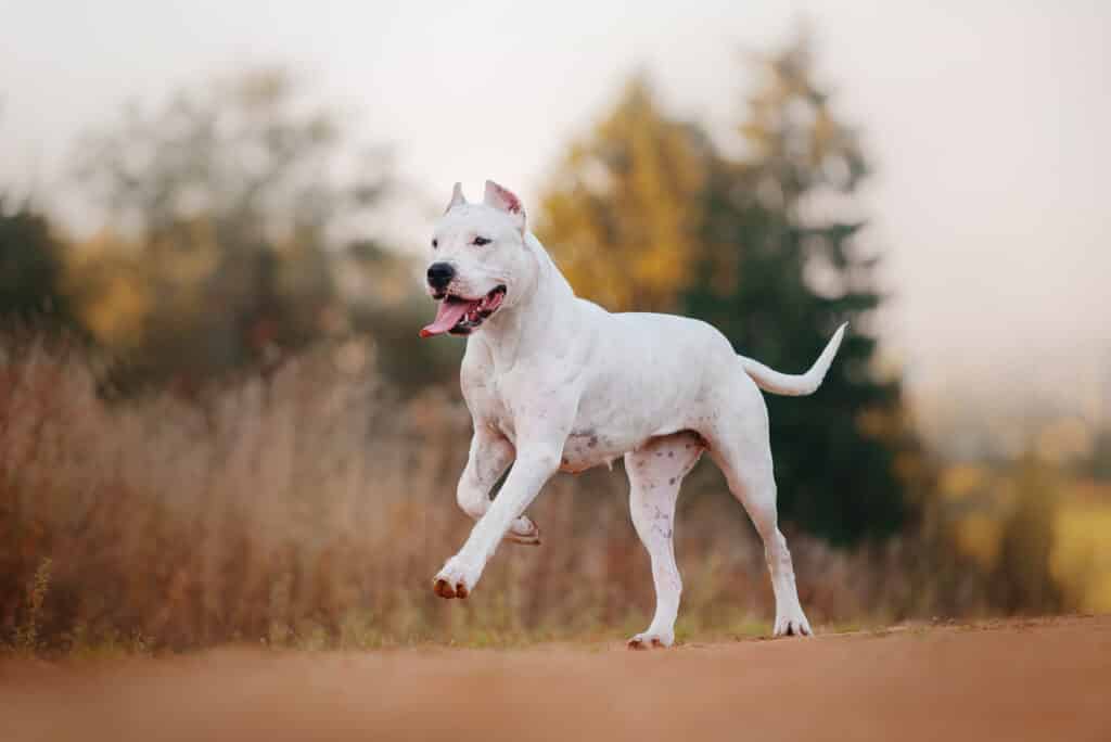 Dogue Argentin : caractère, santé, éducation et prix de cette race