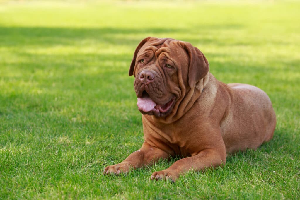 Dogue de Bordeaux : caractère, santé et prix de ce molosse français