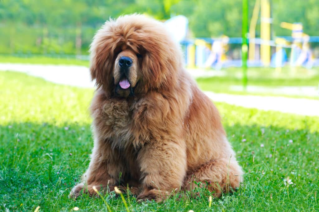 Dogue du Tibet : caractère, éducation et santé d&rsquo;un molosse de garde