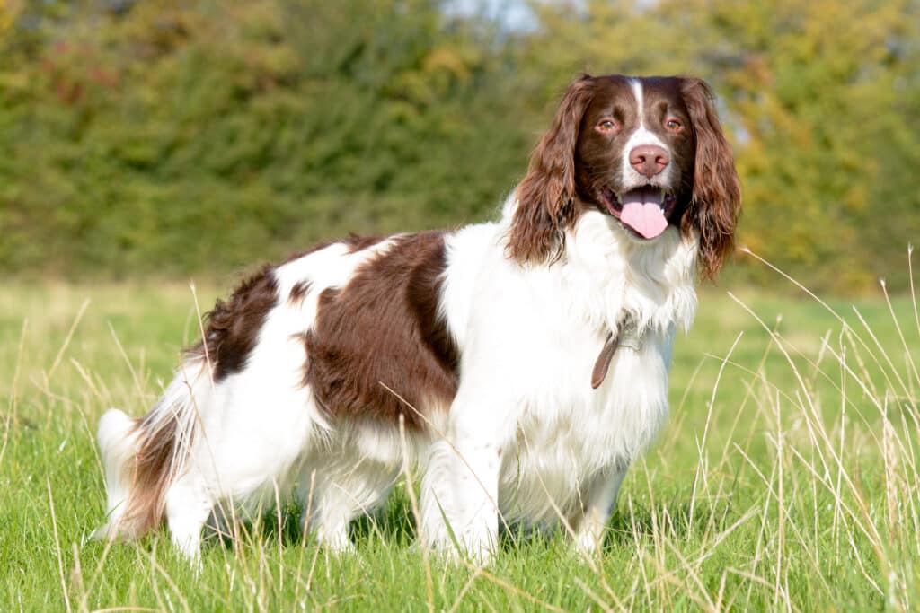 English Springer Spaniel : caractère, santé et prix de ce chien de chasse