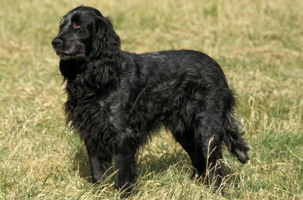 Épagneul Bleu de Picardie : caractère, éducation et santé de ce chien de chasse
