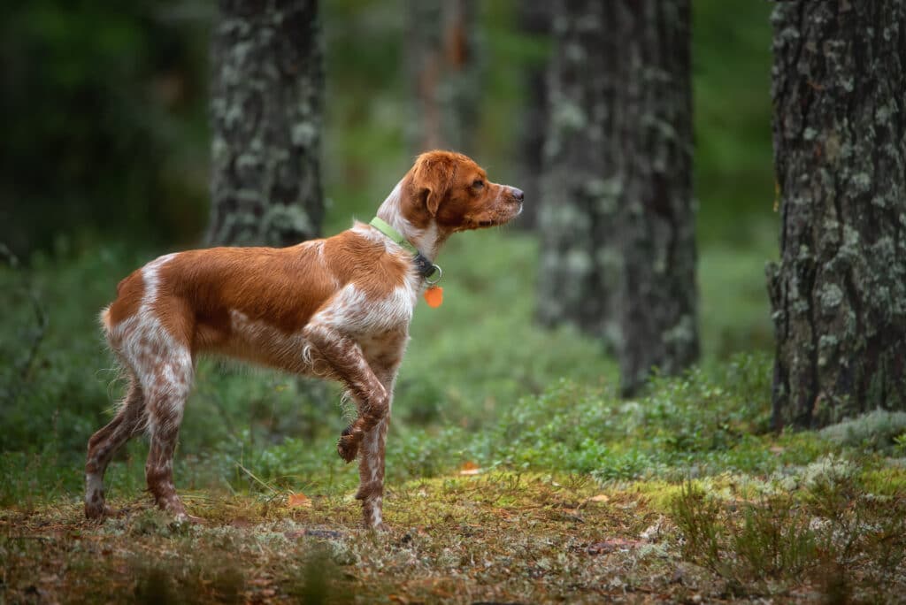 Épagneul Breton : caractère, éducation et santé de ce chasseur affectueux