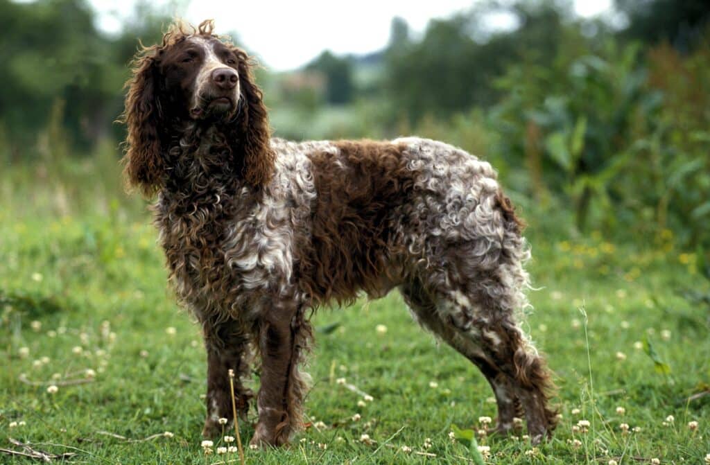 Épagneul de Pont-Audemer : caractère, santé et prix d&rsquo;un chien d&rsquo;arrêt rare