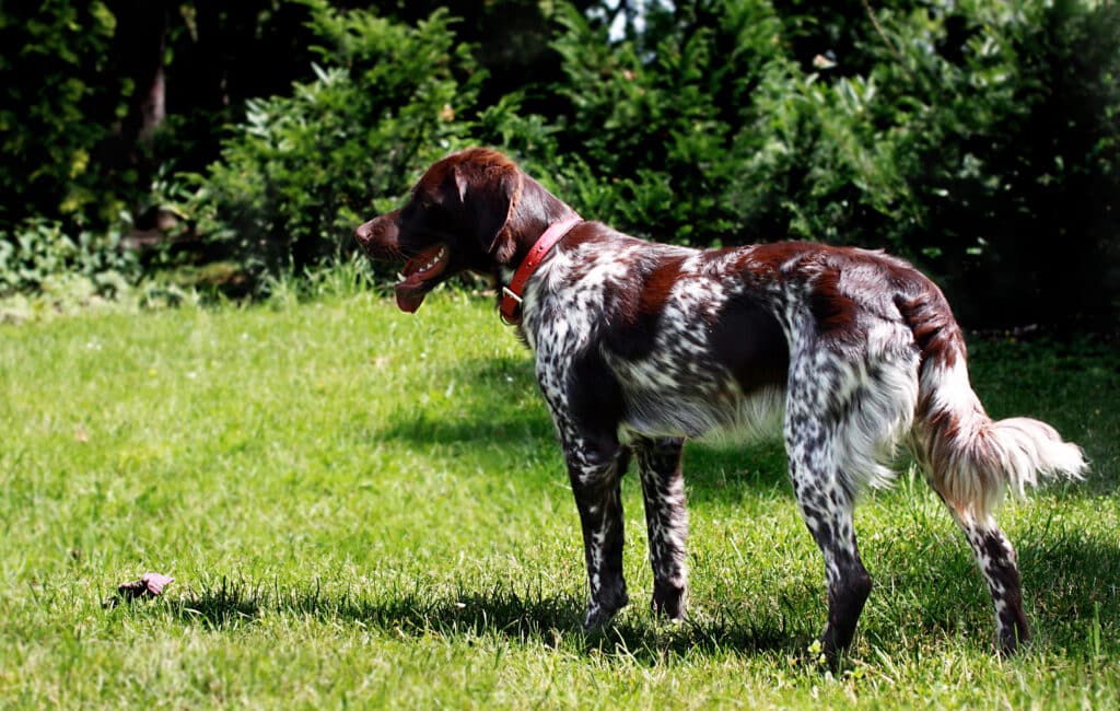 Épagneul Français : caractère, santé et prix de ce chien de chasse français