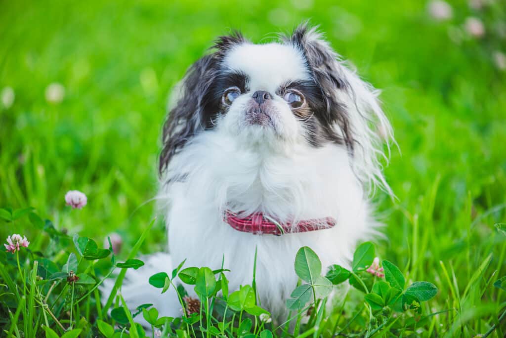 Épagneul Japonais : caractère, santé et prix de ce petit chien de compagnie