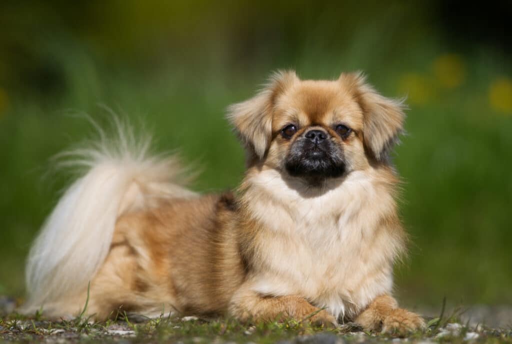 Épagneul Tibétain : caractère, santé et prix de ce petit chien venu du Tibet