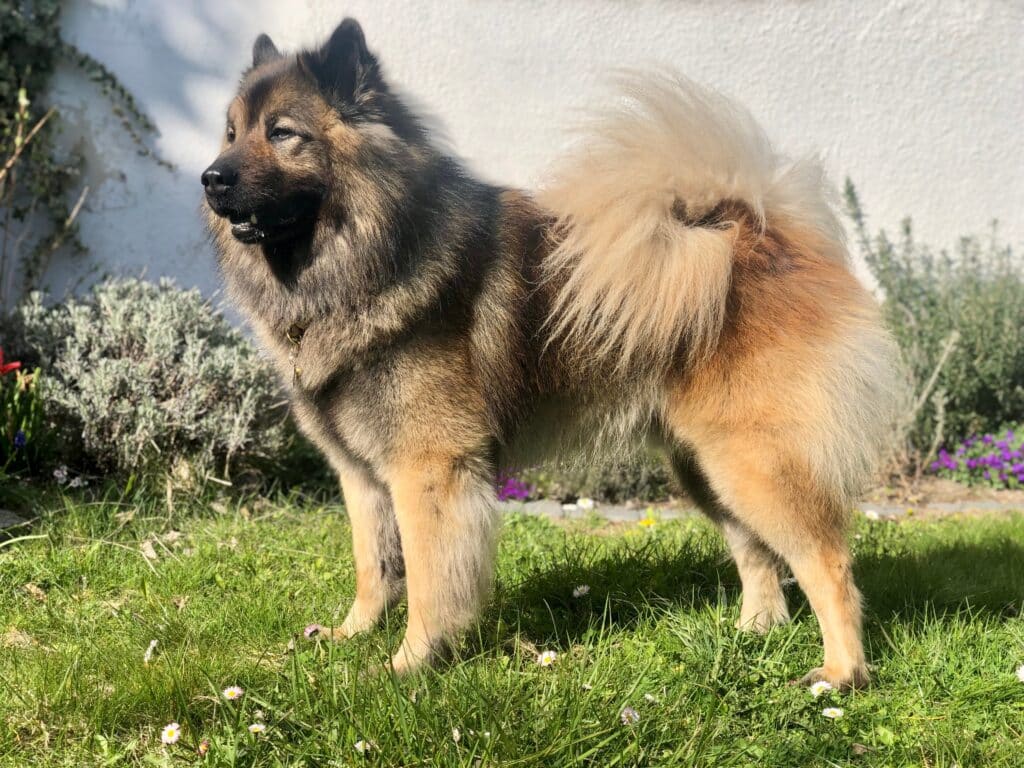 Eurasien : caractère, mode de vie et prix de ce chien équilibré