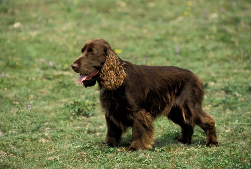 Field Spaniel : caractère, éducation et santé de ce spaniel anglais