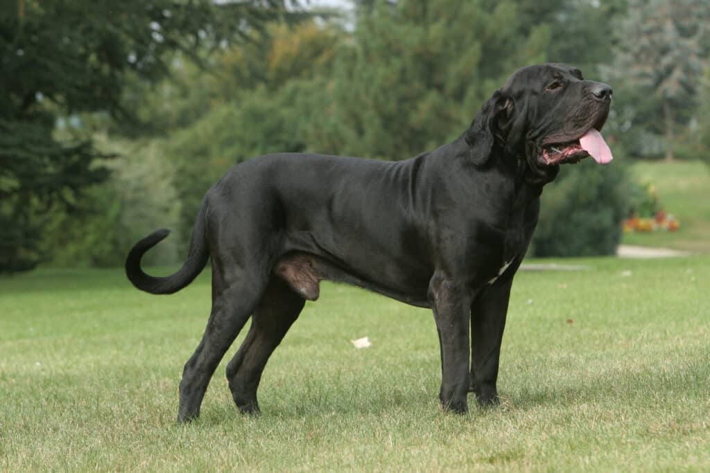 Fila Brasileiro : caractère, éducation et santé de ce molosse brésilien