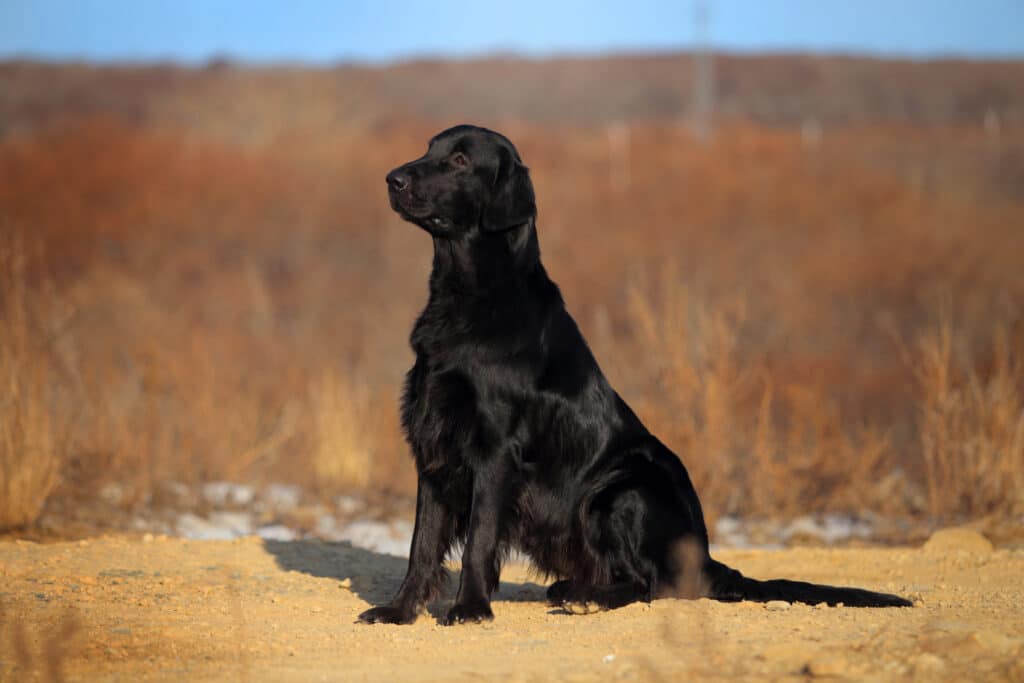 Flat Coated Retriever : caractère, santé et prix de cette race joyeuse