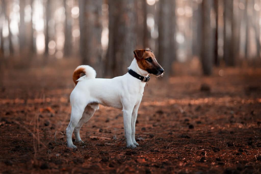 Fox Terrier : caractère, éducation, santé et prix de cette race