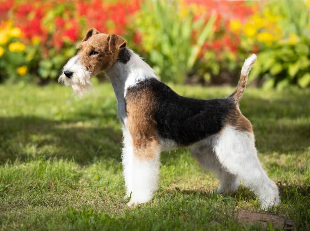 Fox Terrier Poil Dur : caractère, santé et conseils pour cette race vive