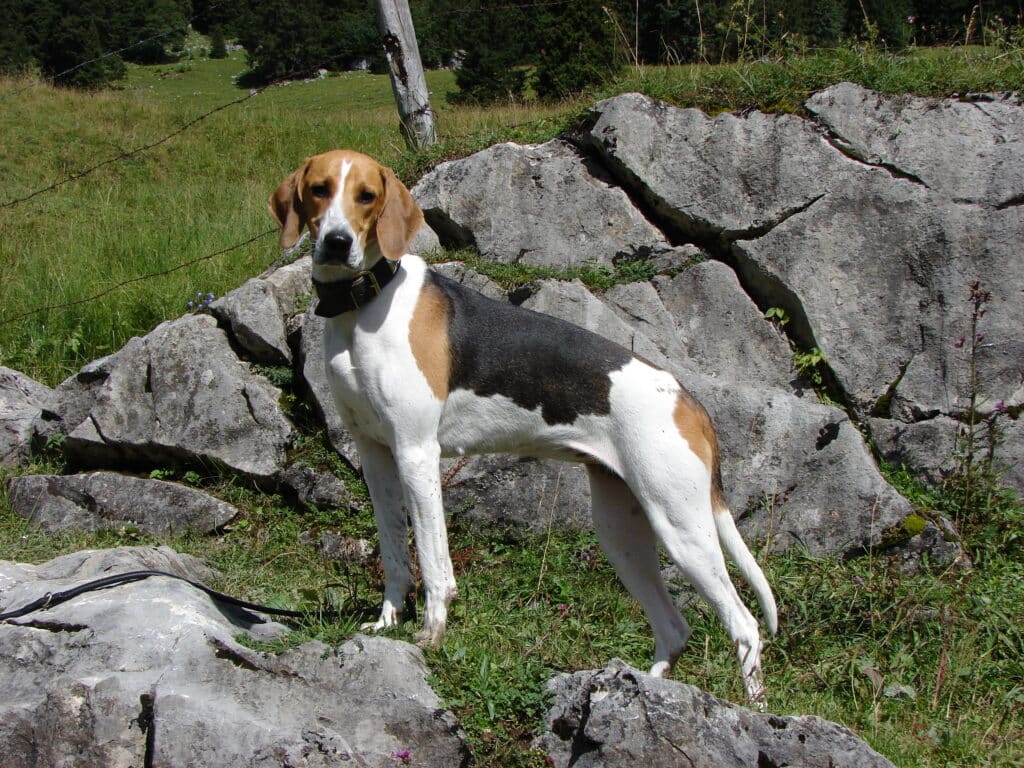 Français Tricolore : caractère, éducation et santé de ce chien courant