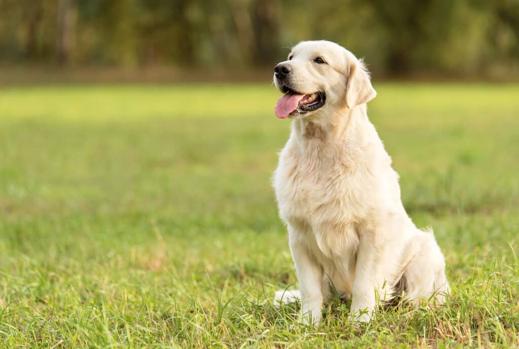 Golden Retriever : caractère, éducation, santé et prix de cette race
