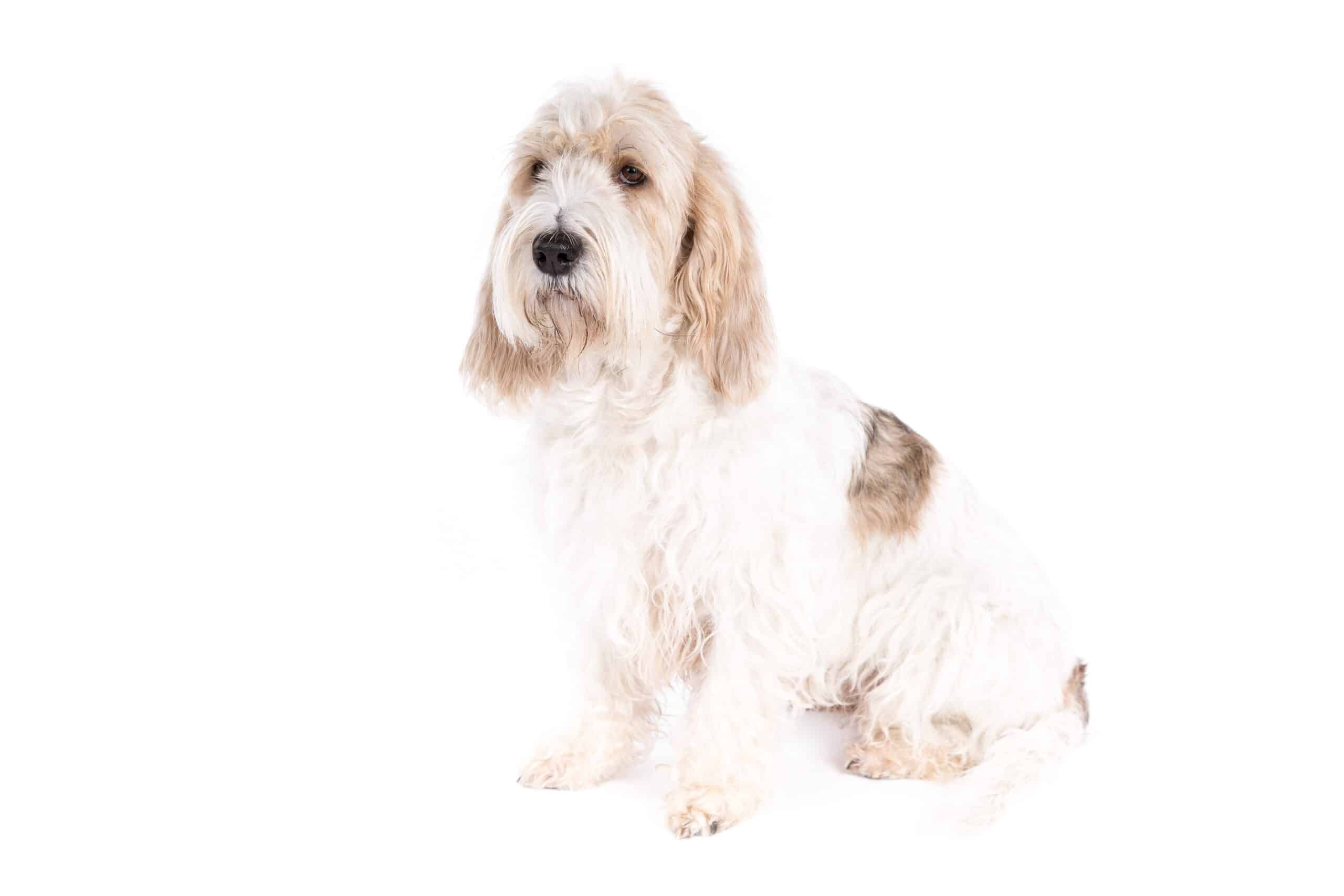 Photo d'un Grand Basset Griffon Vendeen