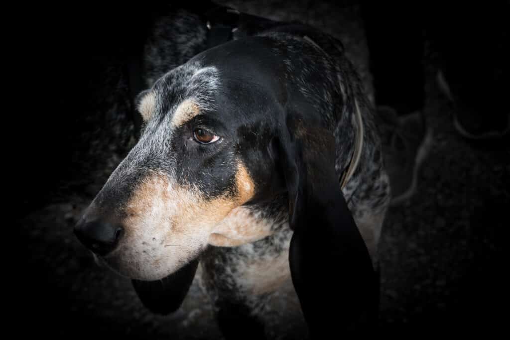 Grand Bleu de Gascogne : caractère, éducation et mode de vie d&rsquo;un grand chien courant
