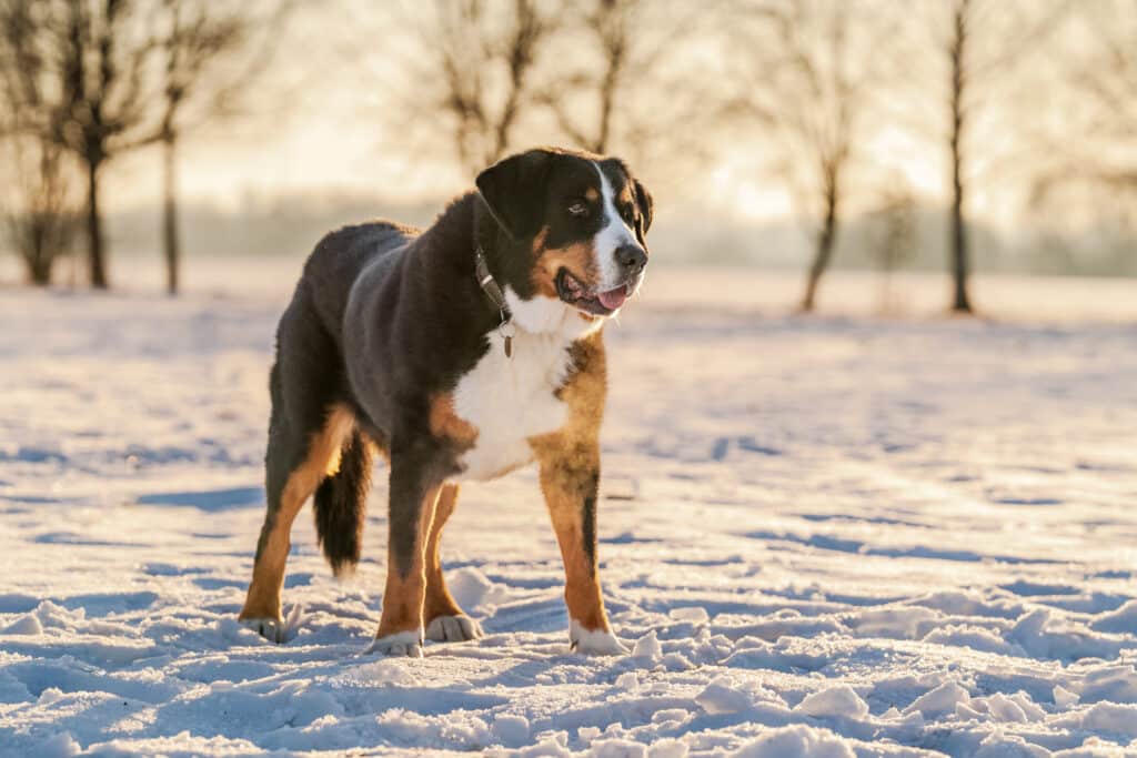 Grand Bouvier Suisse : caractère, santé et prix de ce géant doux