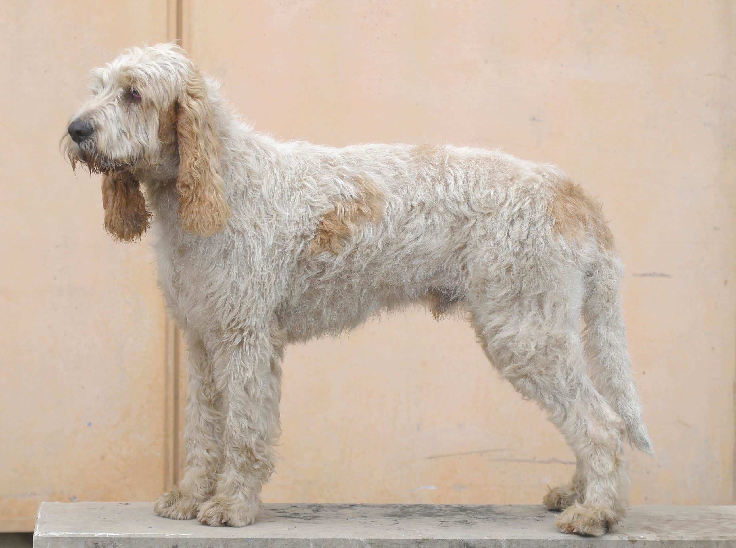 Photo d'un Grand Griffon Vendeen
