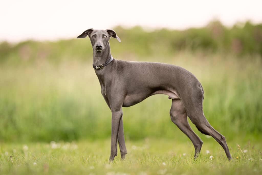 Greyhound : caractère, santé et mode de vie du lévrier anglais