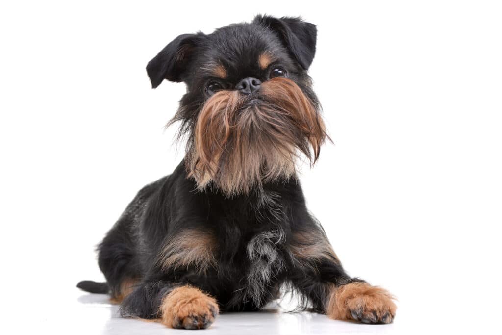 Griffon Belge : caractère, santé et prix de ce petit chien attachant