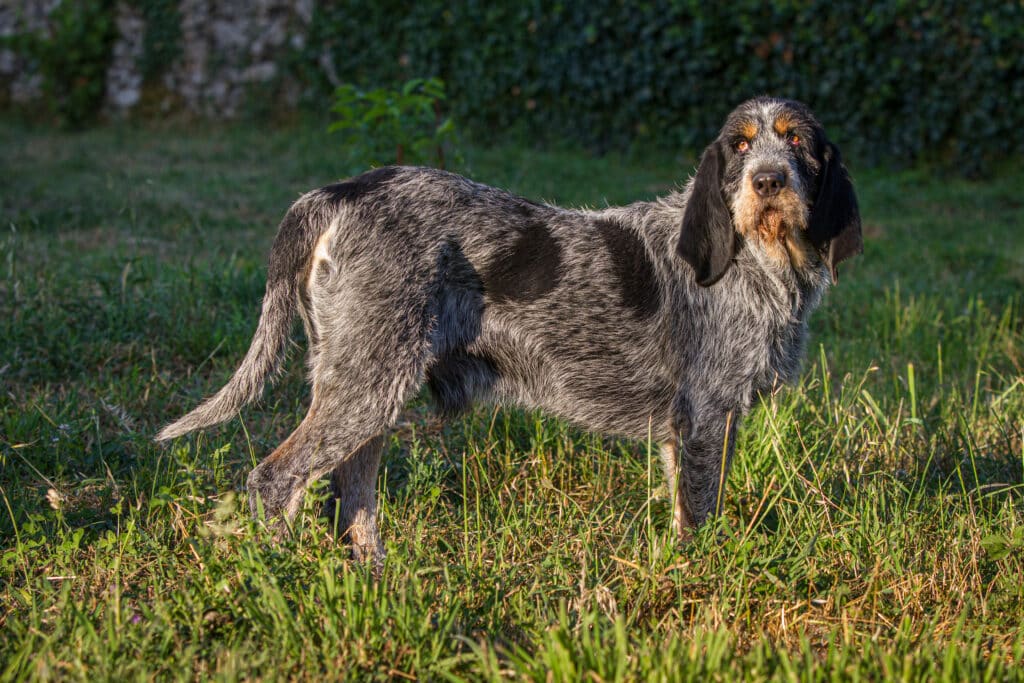 Griffon Bleu de Gascogne : caractère, santé et prix de cette race
