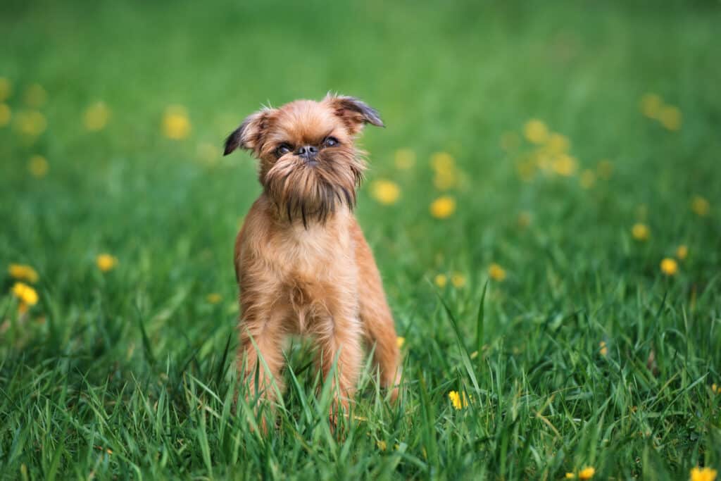 Griffon Bruxellois : caractère, santé et prix de ce petit chien belge